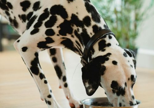 Cão se alimentando