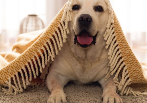 Cachorro com frio